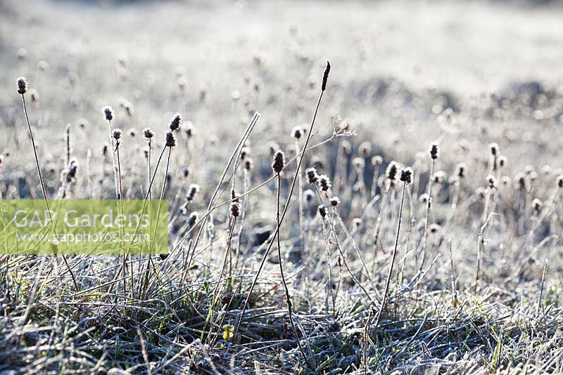 Seedheads in the chalk grassland at Strawberry Banks Nature Reserve, Gloucestershire on a frosty winter's morning. Betony, Stachys officinalis