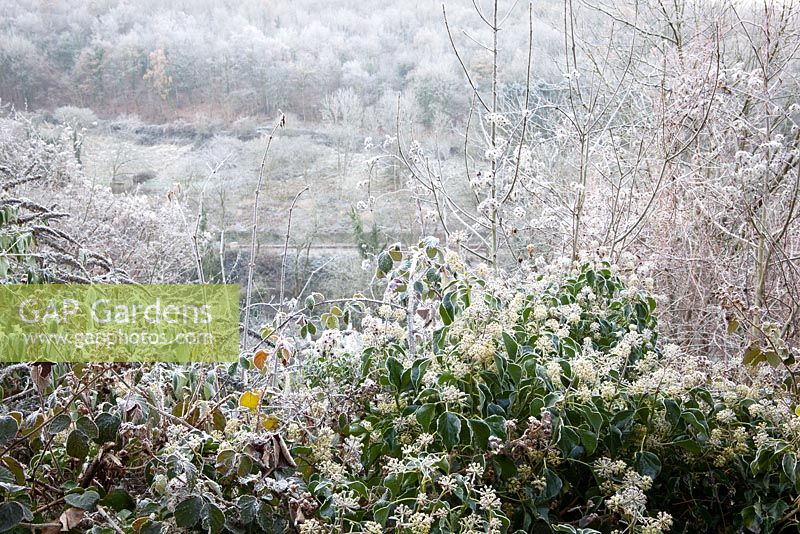 Old Man's Beard, Travellers Joy and Ivy flowers on a frosty winter's morning. Clematis vitalba and Hedera helix