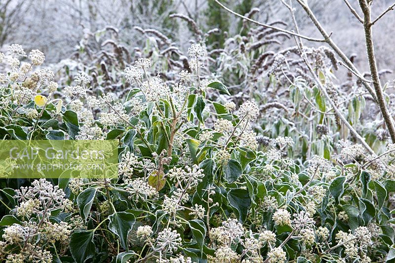Hedera helix - Ivy flowers on a frosty winter's morning. 