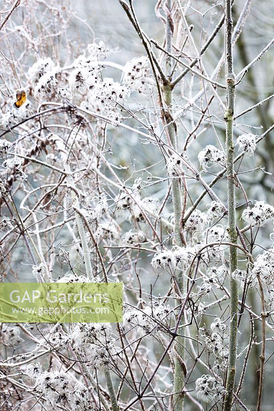 Clematis vitalba - Fluffy seedheads of Old Man's Beard, Travellers Joy in frost. 