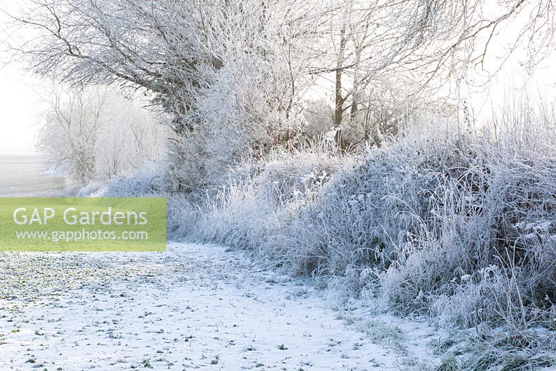 Winter hedgerow with frost and snow