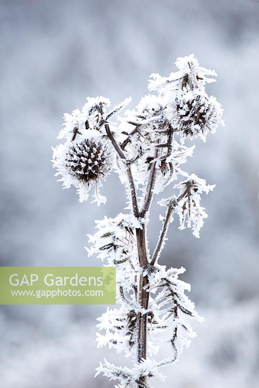 Cirsium eriophorum. Thistle seedhead covered in hoar frost. Wooly Thistle