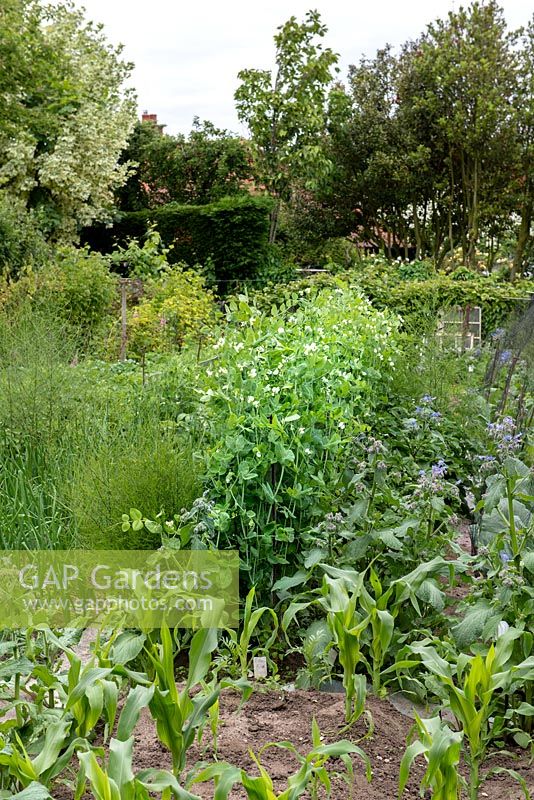 Bob Flowerdew's organic vegetable garden, divided into 40 beds in which he rotates crops. He has a card index of what's grown in each bed which goes back 30 years. Lines of peas, cabbage, sweet corn interspersed with self-seeding borage.