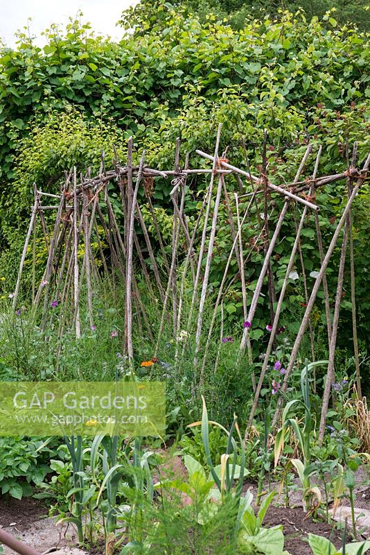 Bob Flowerdew's organic vegetable garden, divided into 40 beds in which he rotates crops. He has a card index of what's grown in each bed which goes back 30 years. Support for runner beans and sweet peas amidst asparagus fern, borage and marigold.