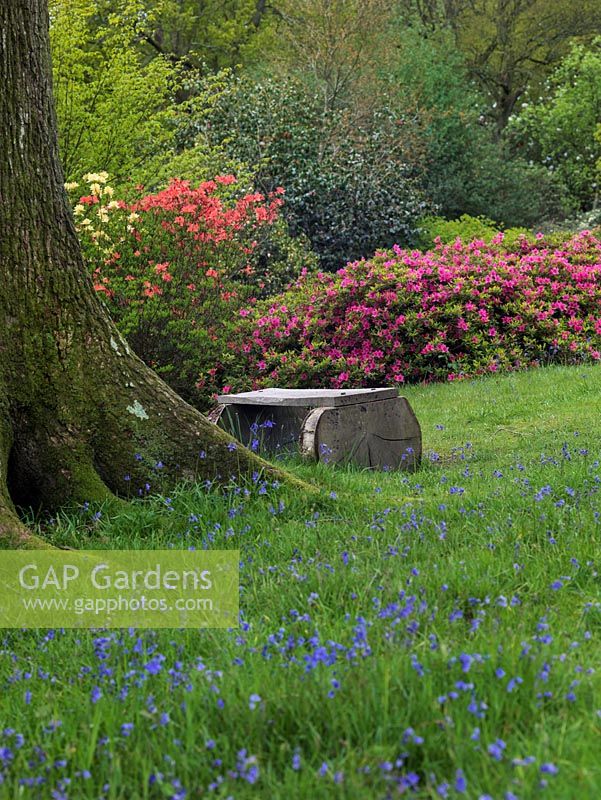 Century old woodland garden, some 27 acres of rare plants, trees and shrub. In spring, it is noted for its rhododendrons, acers and English bluebells. High Beeches