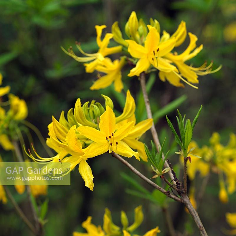 Rhododendron luteum, deciduous azalea bearing sticky, yellow, fragrant flowers in spring.