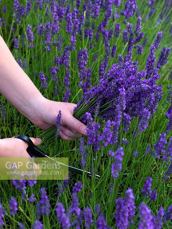 A picker cuts lavender to put in boxes and dry, at Hitchin Lavender Fields.