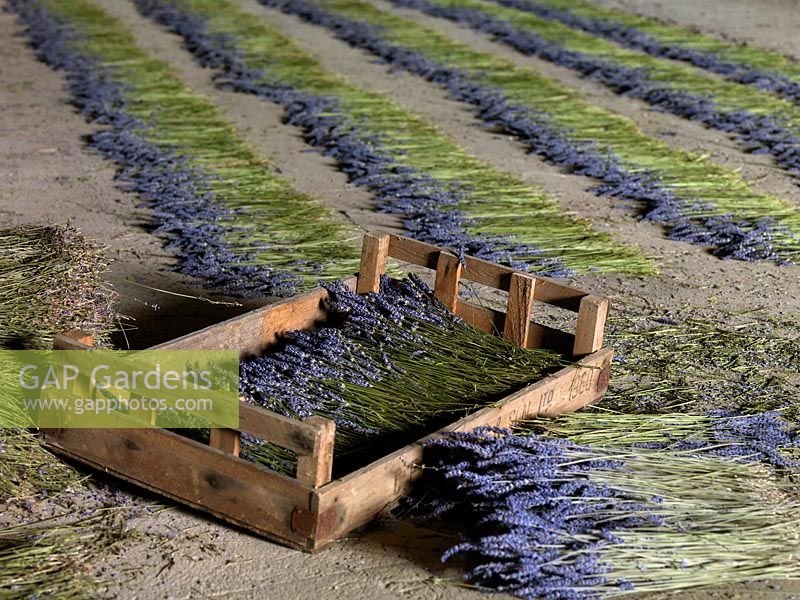 Cut lavender is laid out in a large shed to dry, at Hitchin Lavender Fields.