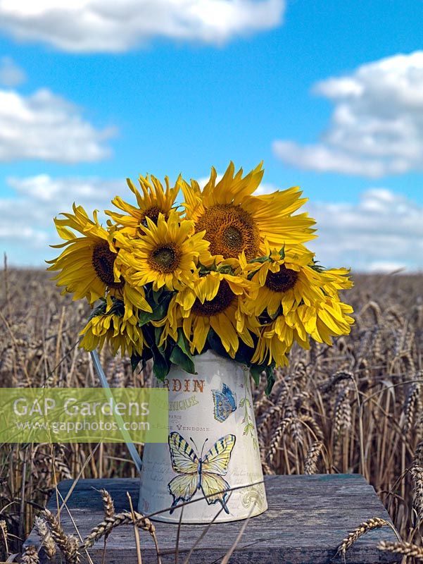 Metal jug of giant sunflowers, set against ripe corn and a blue sky.