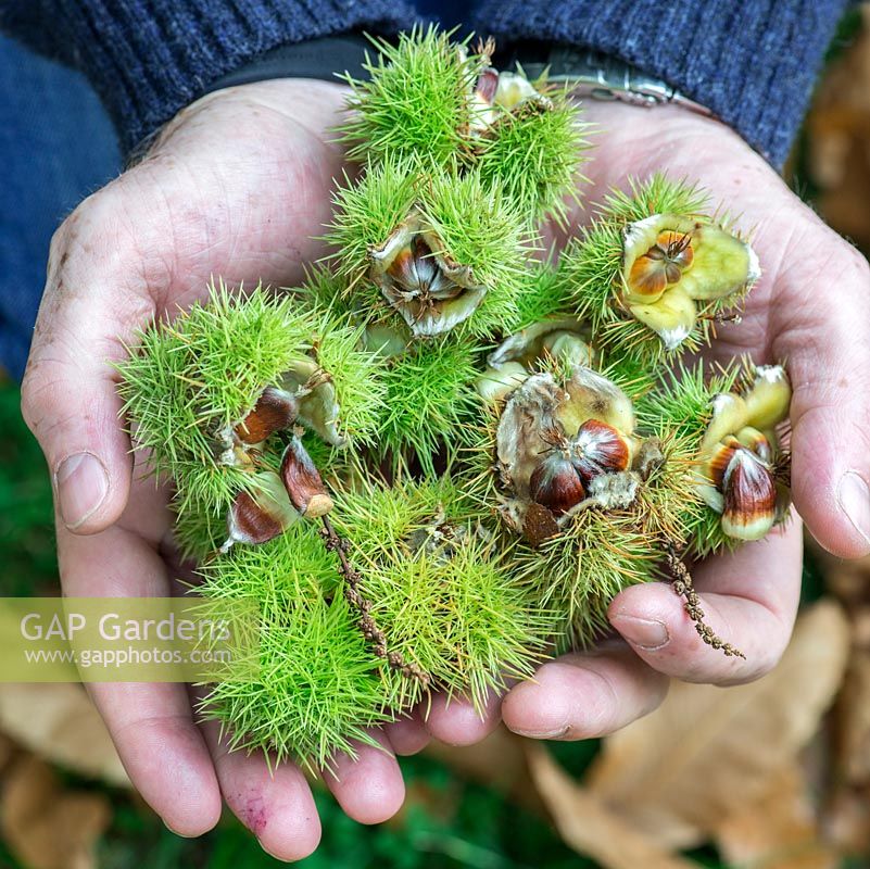 Hands full of fresh chestnuts