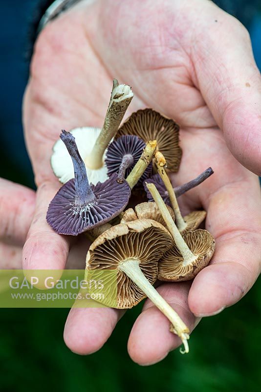 Handful of edible wild mushrooms, Wax Caps and Amethyst Deceivers.