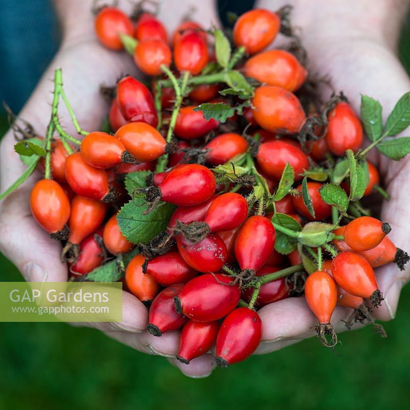 A handful of rose hips, used in making jellies and rose hip syrup, rich in Vitamin C.