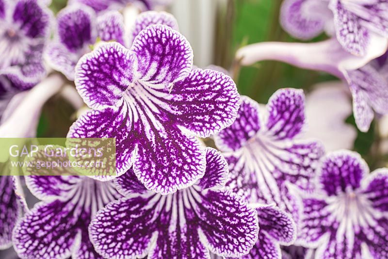 Streptocarpus 'Polka-Dot Purple'. 2nd place winner Plant of the Year 2015