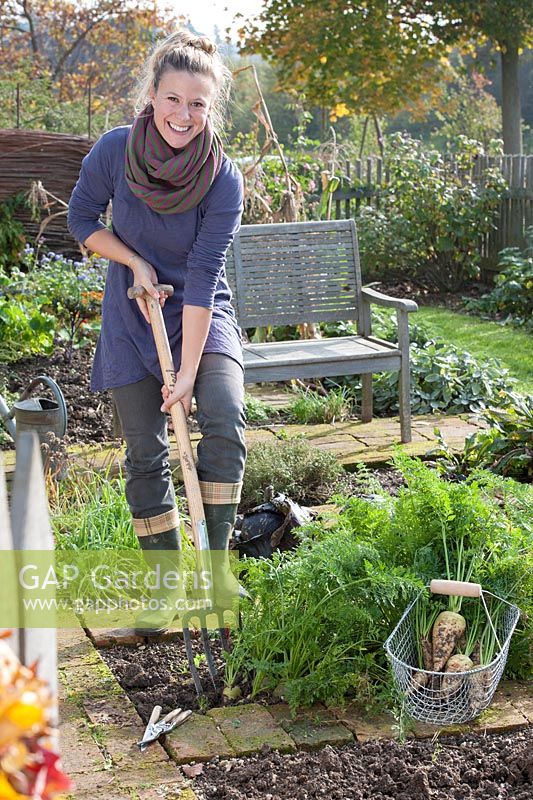 Woman harvesting white carrots - Daucus carota 'Kuettiger Ruebli'