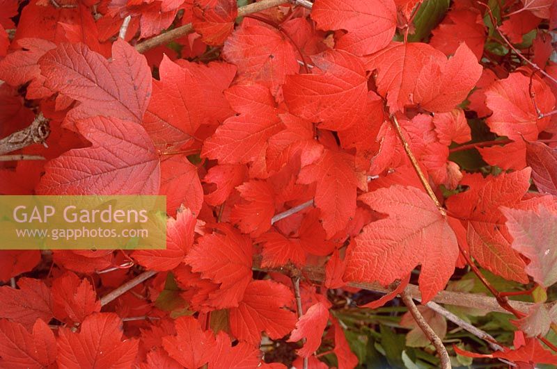 Viburnum opulus - autumn leaf colour, October