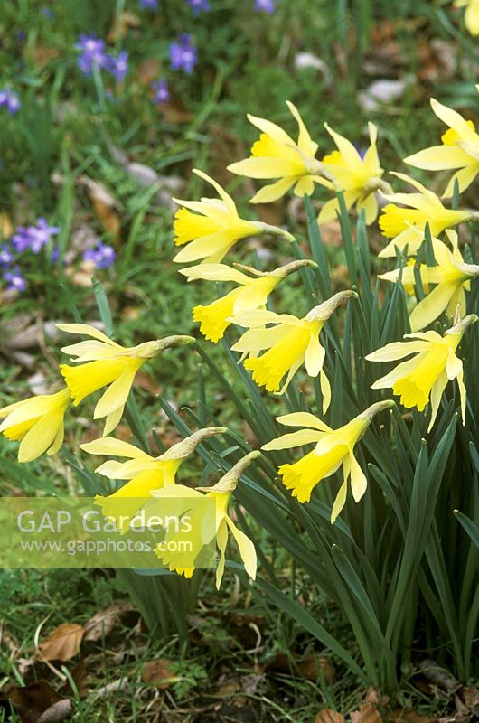 Narcissus pseudonarcissus and Chionodoxa forbesii, syn. chionodoxa luciliae. Cambridge botanic garden