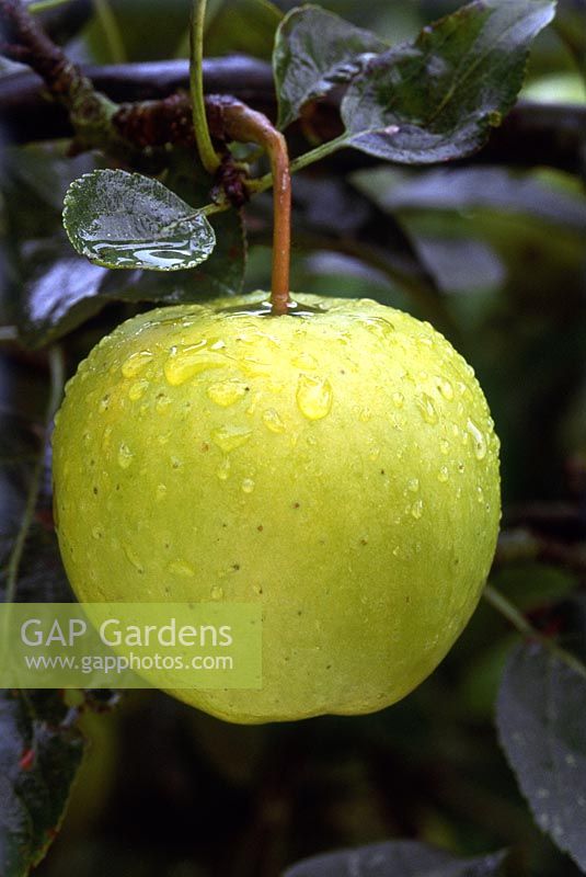 Malus 'Greensleeves' close-up of single fruit 