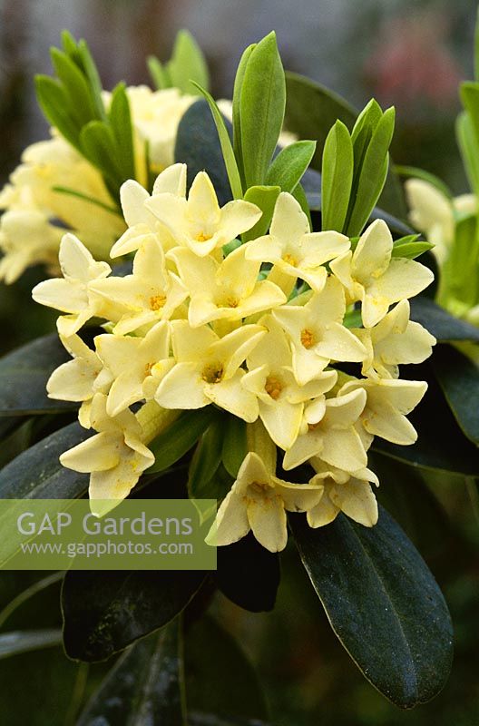 Daphne blagayana close up of yellow flower in April