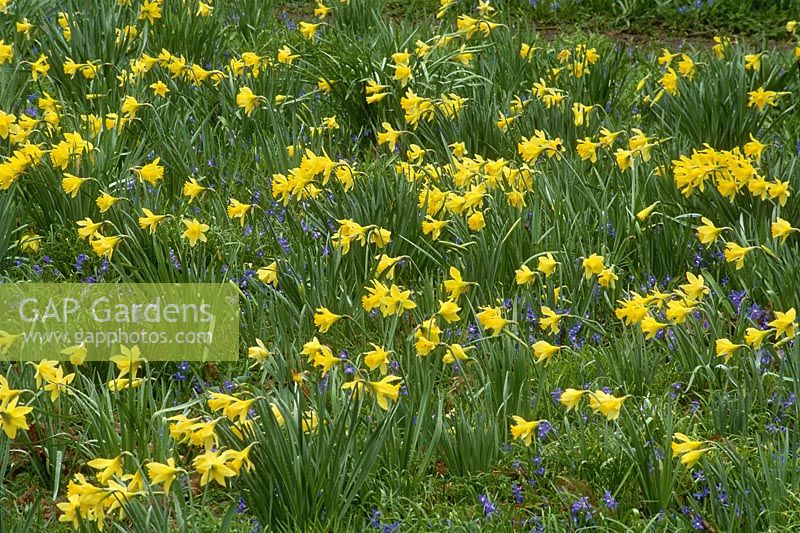 Narcissus pseudonarcissus naturalised with Chionodoxa luciliae, flowering in March at Cambridge botanic garden