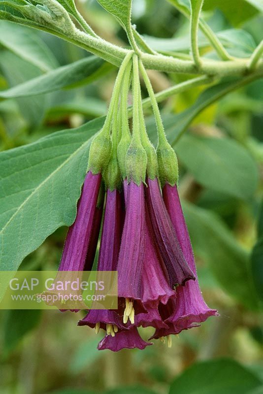 Cestrum violaceum, syn. iochroma violacea, close-up of flowers in May, Reads nursery, Norfolk