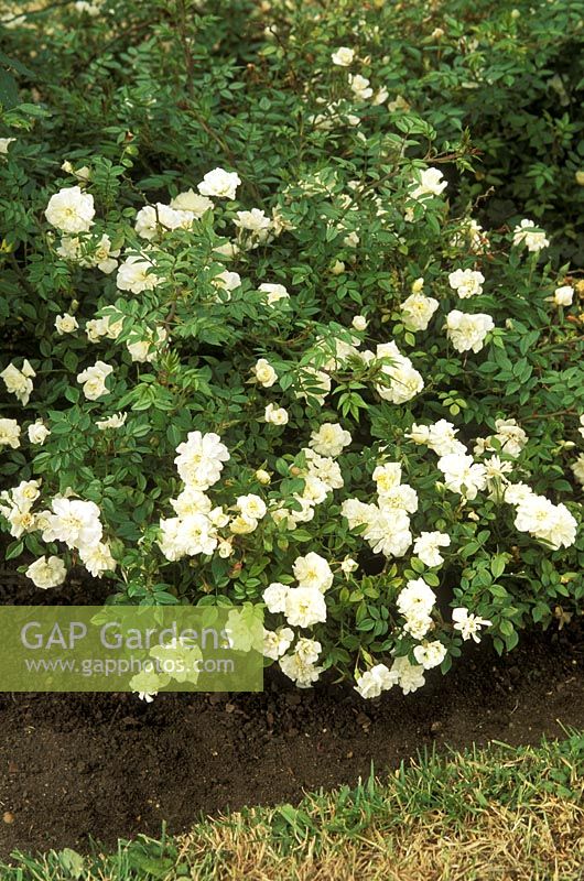 Rosa 'Maccarpe' - syn. rosa snow carpet, miniature ground cover rose, white flower,  July 