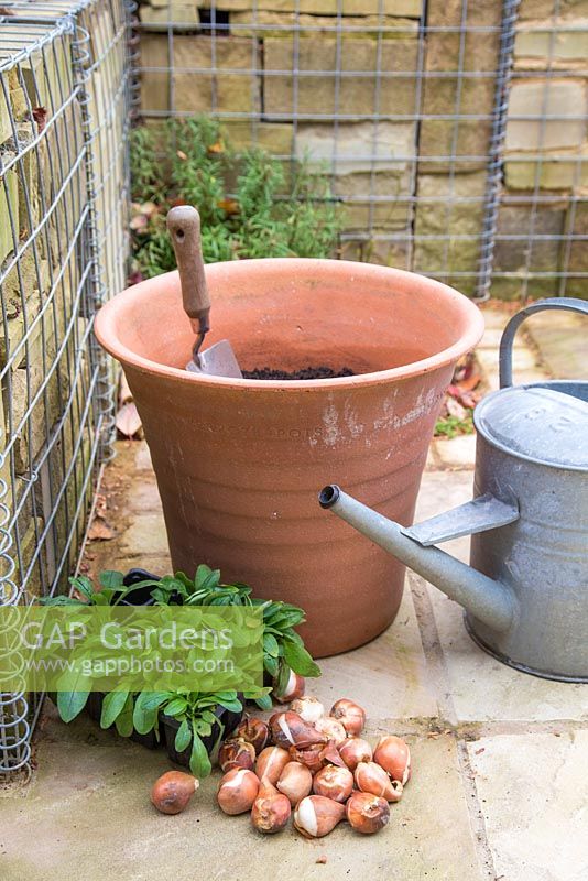 Materials required for planting up a spring container.