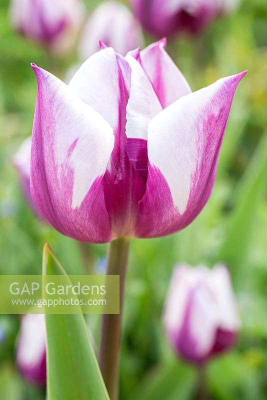 Tulipa 'Rem's Favourite'