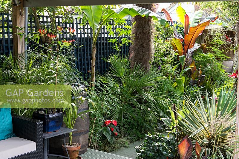 A town garden with tropical border with plants including Musa, Trachycarpus and cordyline australis.