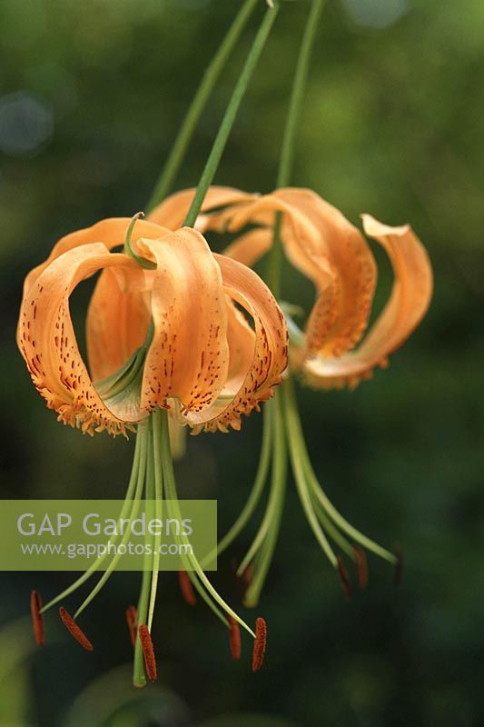 Lilium henryi close-up of flowers in August 