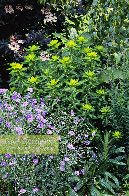 Linum perenne growing in border with Euphorbia wallichii and Sambucus nigra 'Guincho Purple' flowering in June