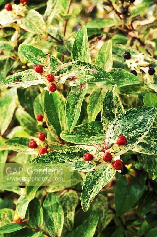 Hypericum androsaemum 'Gladys Brabazon', close-up of berries 