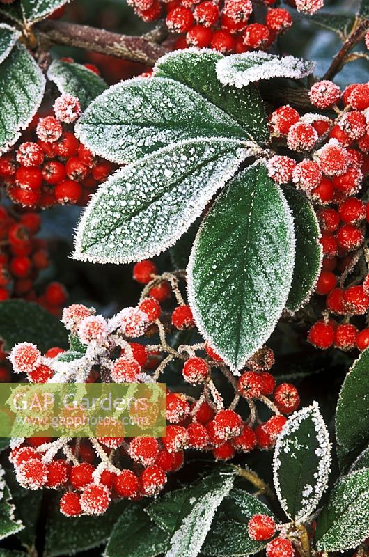 Cotoneaster lacteus with berries in December 