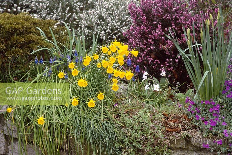 Narcissus bulbocodium planted in top of wall, with erica, aubretia and muscari, April