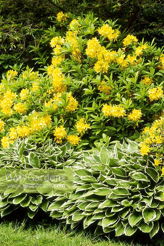 Spring border with yellow azalea and Hosta crispula, May. Ness Botanic Gardens.