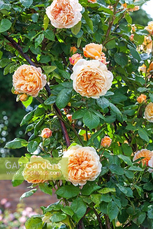 Rosa 'Crown Princess Margareta' - David Austin Rose Garden, Wolverhampton, UK