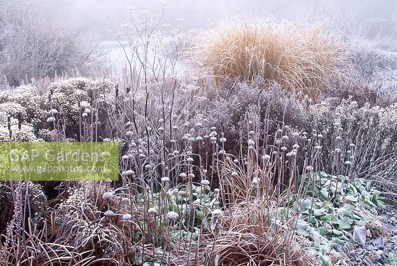 Winter garden with frost, Iris sibirica, Aster sedifolius, Phlomis russeliana, Artemisia