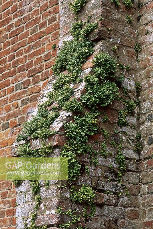 Asplenium ruta-muraria - wall rue growing on buttress of old barn, Richard's Hardy Ferns
