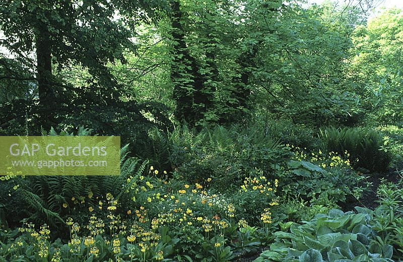 Woodland garden with hosta, primula bulleyana, dryopteris filix-mas, meconopsis cambrica and acer