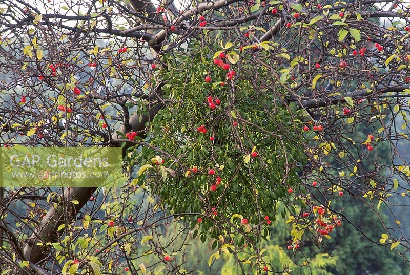 Viscum album - mistletoe on Malus x robusta 'Red Sentinel', Cambridge University Botanic Gardens