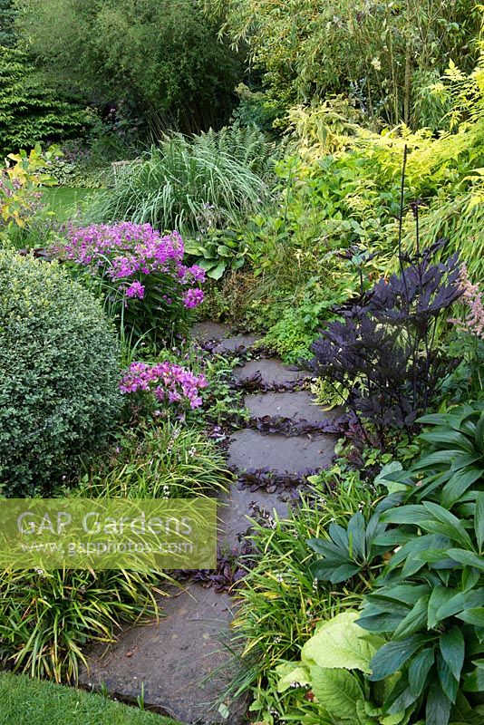 A small curved stone path with Ajuga planted in the gaps between the slabs. Planting includes variegated box, Alstromeria, Sambucus nigra and liriope muscari edging.