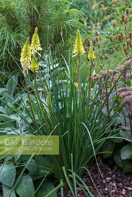 Kniphofia 'Pineapple Popsicle', a red hot poker with compact, grassy foliage which produces repeat blooming cream to yellow spikes.