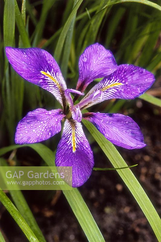 Iris unguicularis 'Mary Barnard'