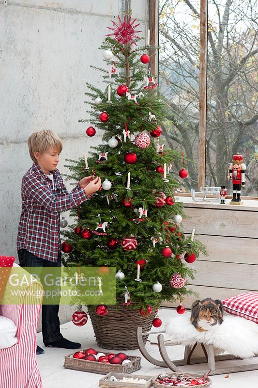 Child decorating Christmas tree - Abies koreana 