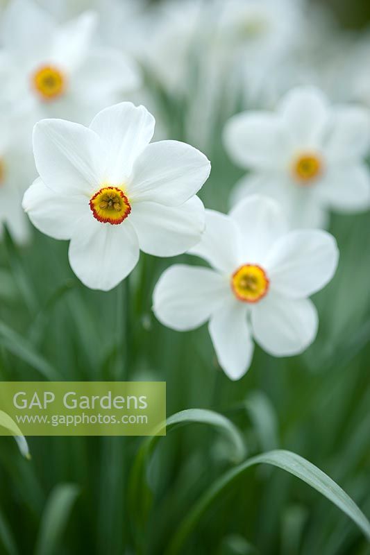 Narcissus 'Actaea'. syn. Narcissus poeticus 'Actaea'. April, Spring.