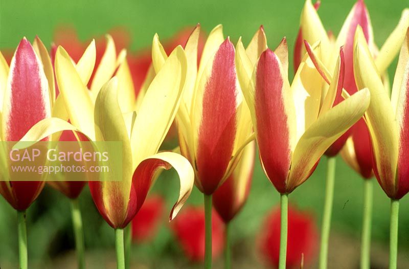 Tulipa clusiana - miscellaneous tulip group, April