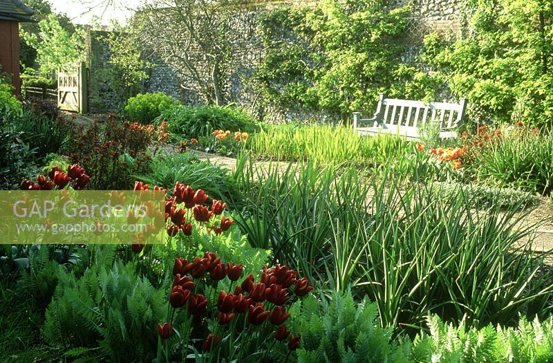 Walled garden, red spring border with Tulipa, Euphorbia, view to bench and gate in sunlight, trained fruit tree on flint wall, May