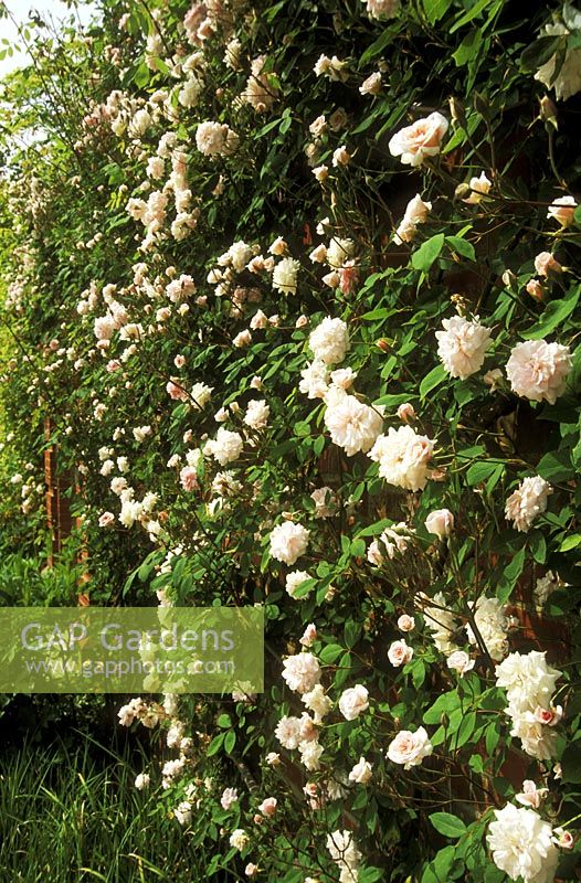 Rosa 'Climbing Cecile Brunner' - climbing polyantha rose, pink flower, sweet fragrance, trained on wall, May