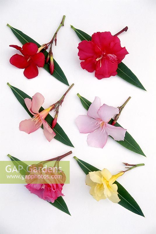 Nerium oleander - unnamed cut out on white background