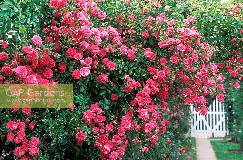 Rosa 'Minnehaha' overhanging path, view to white gate