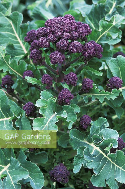 Brassica, early purple sprouting broccoli, March